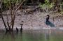 Amazonas06 - 301 * This uncommon and localised species is 66-76cm in length. Agami is short-legged for a heron, but has a very long thin bill. (Wikipedia)